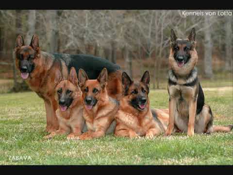 YouTube Трейлер