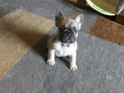 August at six weeks of age