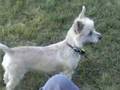 Cairn Terrier video