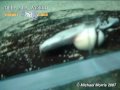 Angel Shark Birth - Deep Sea World
