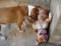 pitbull   american staffordshire playing