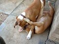pitbull   american staffordshire playing