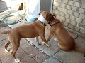 pitbull   american staffordshire playing