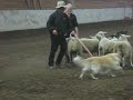 Charlie sheep herding for the first time - 1