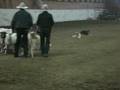Charlie sheep herding for the first time - 1