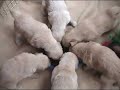 Golden Retriever Puppies Winnipeg Golden Retriever Puppies Winnipeg