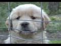 Golden Retriever video
