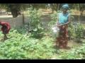 PCI Urban Gardens in Zambia