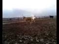 murphy - pasture