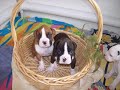 Boxer Puppies