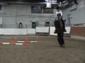 Click here to watch this video White Collar Criminal's first AQHA trail class