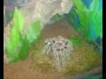 videos de Lasiodora difficilis ( und ihr neues heim)