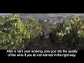 BODEGAS MUGA - La vendimia en los viñedos de Muga