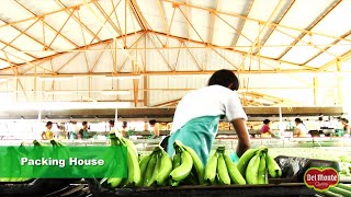 Del Monte