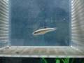 Female Dwarf pike cichlid (Crenicichla notophthalmus)