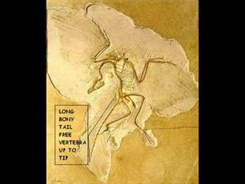 Archaeopteryx Challenge!