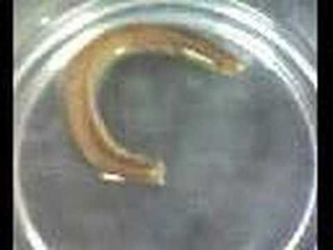 Animal Diversity 7D - Arthropoda - ...