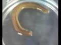Animal Diversity 7D - Arthropoda - Myriapoda