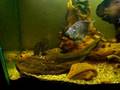 astronothus ocellatus plecostomus