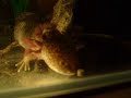 My Axolotl at 17 October 2006 My Axolotl at 17 October 2006