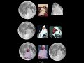 Gohar Shahi