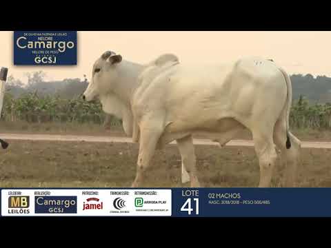 DE OLHO NA FAZENDA NELORE CAMARGO