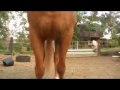 MOV0bf