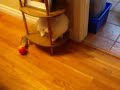 Click here to watch this video Mattie and the WeasleBall.AVI