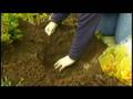 Great Gardens - Planting spring bulbs