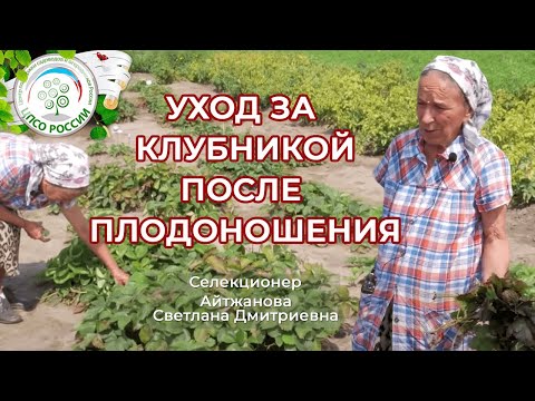 Уход за земляникой садовой после сбора урожая.