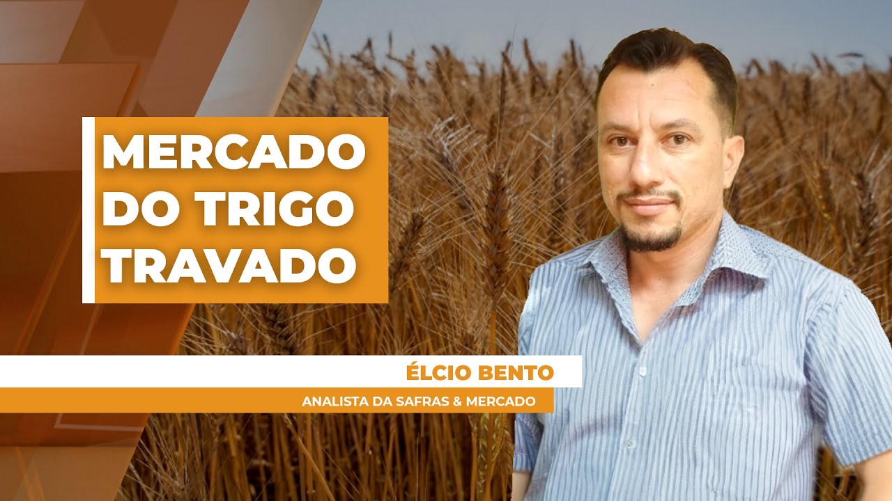 Cotações pressionadas para o trigo desestimulam investimentos significativos