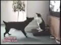 Seriously, the funniest cat video...EVER!!!!!! Seriously, the funniest cat video...EVER!!!!!!