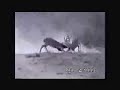 Whitetail Deer Fight to the Death Whitetail Deer Fight to the Death