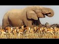 Click to View : Nature Makes You Happy - BBC Earth