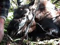 Moose Whisperer