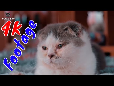 Những Cảnh Quay Đẹp Chất Lượng 4K Về Hoàng Thượng Mèo Tập 13