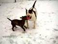 Bull Terrier Miniatura video