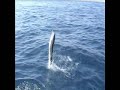 JUMANJI Sport Fishing Adventures in Miami