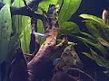 Diy CO2 Reactor Aquario Plantado 