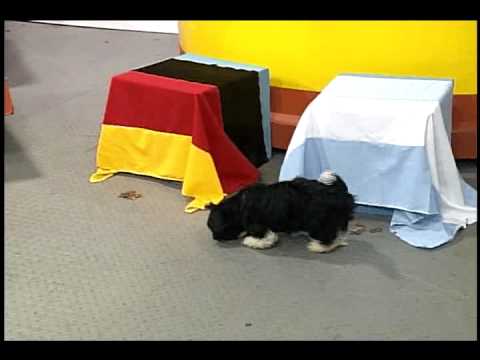 perrita paula pronostica argentina