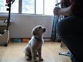 Addie does some tricks
