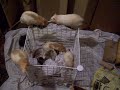 Ratty Smell-In
