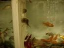 a dead fish floating around at kahoots pet store
kelly and i were entranced