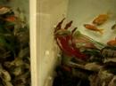 a dead fish floating around at kahoots pet store
kelly and i were entranced