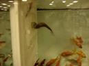 a dead fish floating around at kahoots pet store
kelly and i were entranced