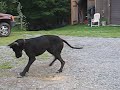 cezar the dane with a zoink toy cezar the dane with a zoink toy