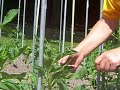 Topping Dahlia\ Topping Dahlia\