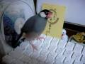ゴーゴーさんに踊りを指南する文鳥ドイル(女子)