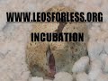 incubation of leopard gecko eggs