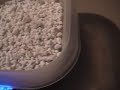 incubation of leopard gecko eggs